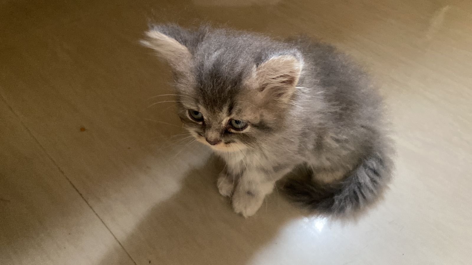 doll-face-persian-cat-female-for-sale-in-chennai-iid-738999